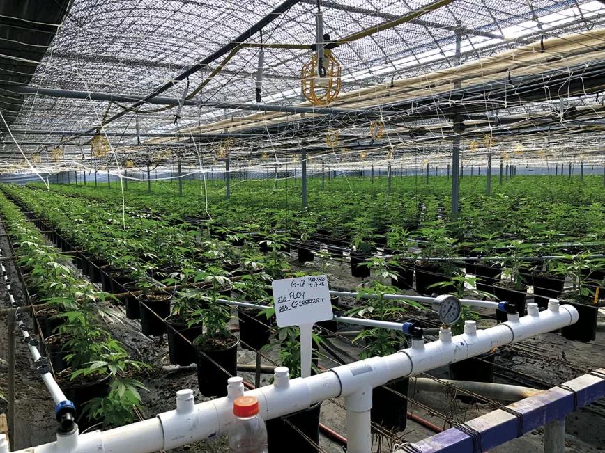Invernadero de cannabis