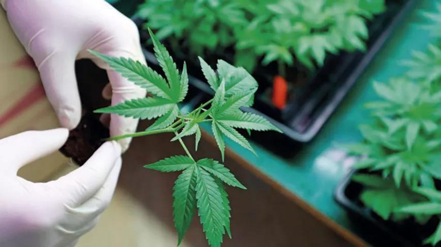 Planta de cannabis