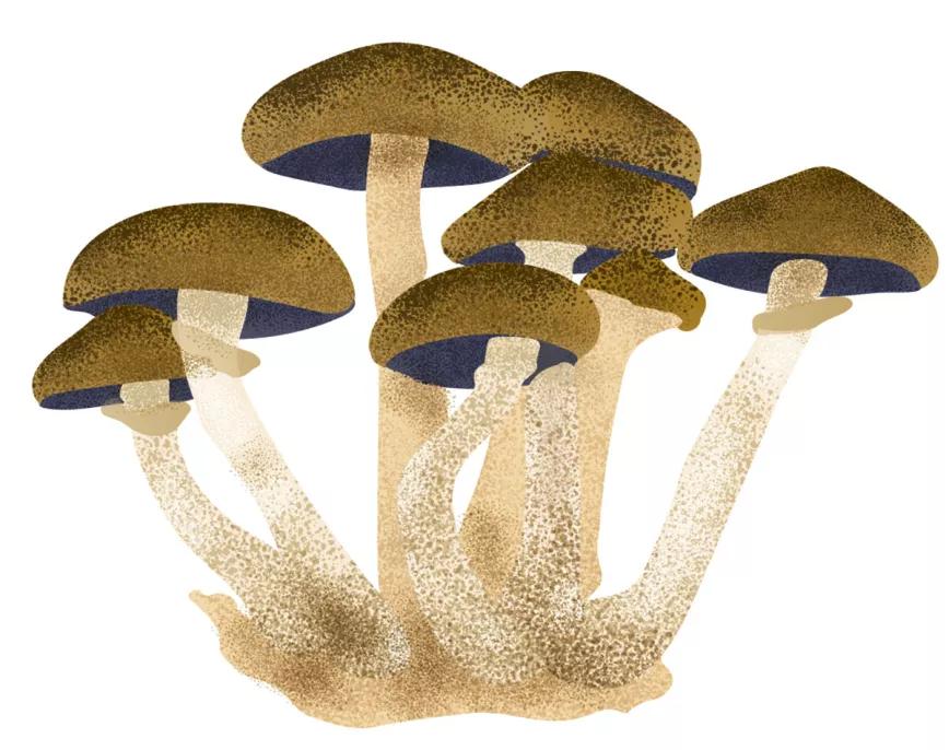 Hongos