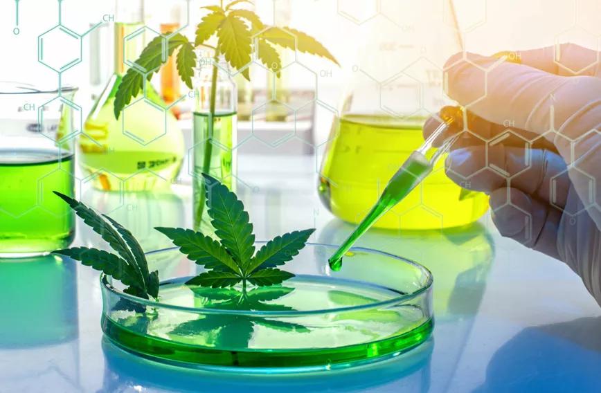 Científicos podrán investigar la marihuana gracias a nueva ley del Congreso de los EE.UU