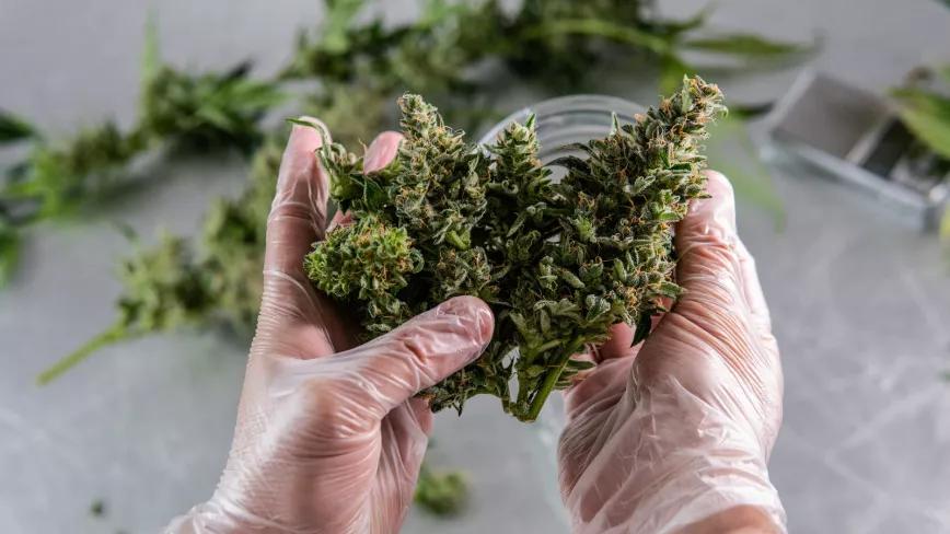 Colorado vende 200 Millones en marihuana en julio del 2020
