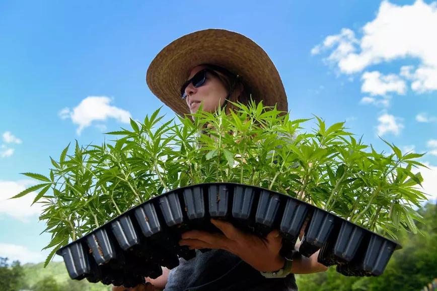 Detenciones bajan un 30% en Texas desde que se legalizó el cáñamo
