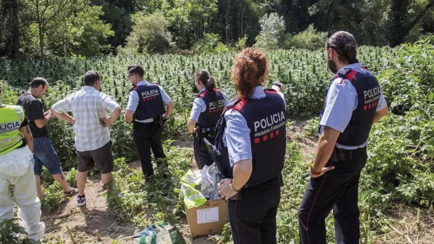 Mossos en una plantación