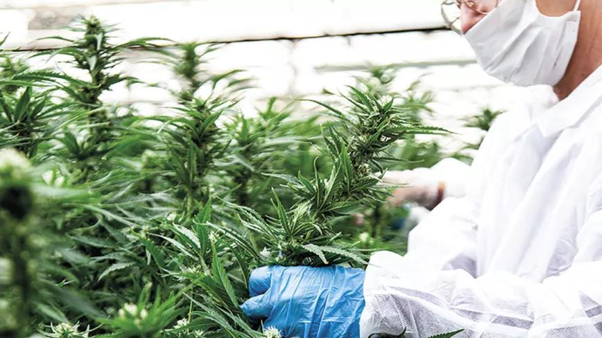 Cannabis medicinal
