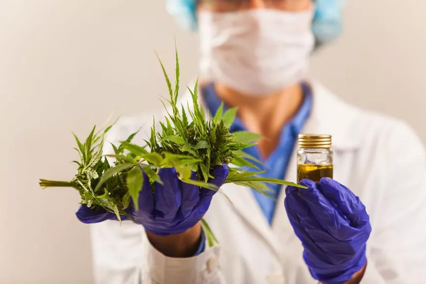 Francia dará cannabis “gratis” en su experimento de 2021