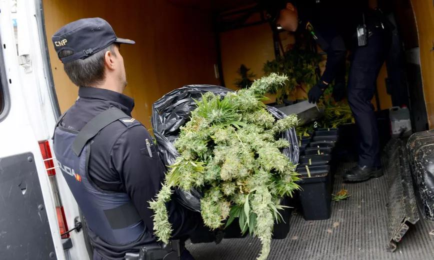 Récord en incautación de plantas en 2019 en España: 1.538.995
