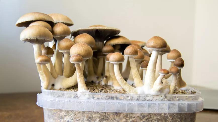 California prepara una despenalización de los psicodélicos