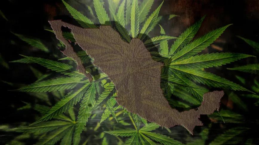 México aplaza la regulación de cannabis (de nuevo) hasta febrero de 2021