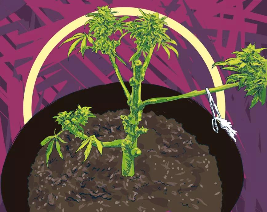 ¿Qué le pasa a mi planta madre?