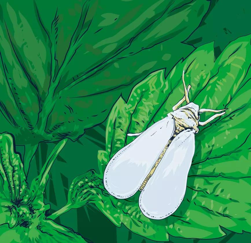 Mosca blanca