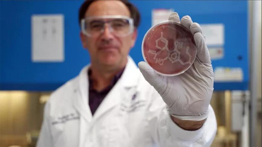 El CBD podría ser una solución contra las bacterias resistentes a antibióticos