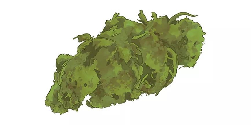 Primeros híbridos índica/sativa