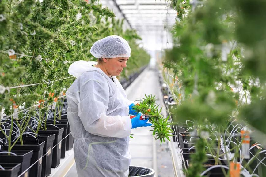 Una empresa valenciana importará cannabis portugués para investigar