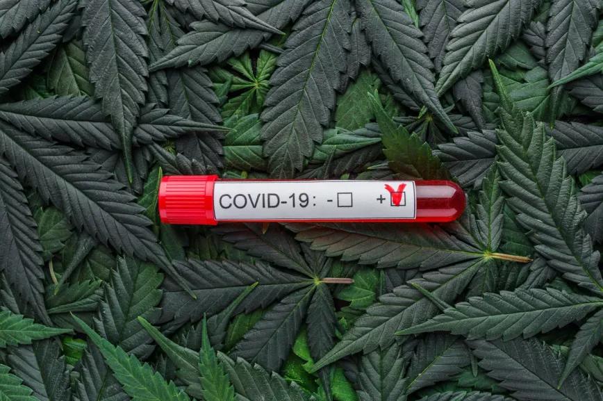 Prueban CBD sobre pacientes austríacos con covid con buenos resultados