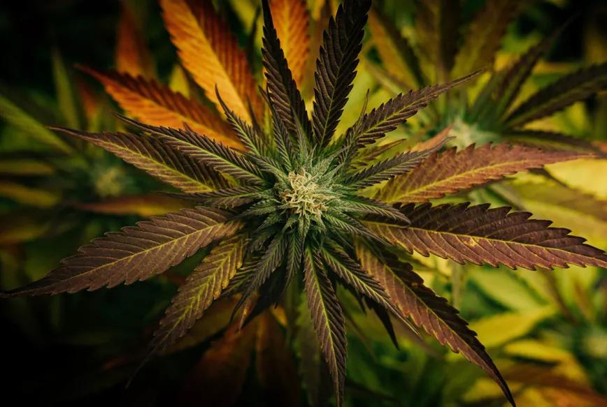 Alg·A·Mic de Biobizz: el superalimento para las plantas