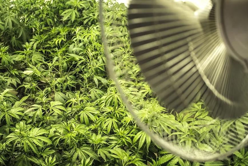 Cómo lograr una buena ventilación en tu armario de cultivo