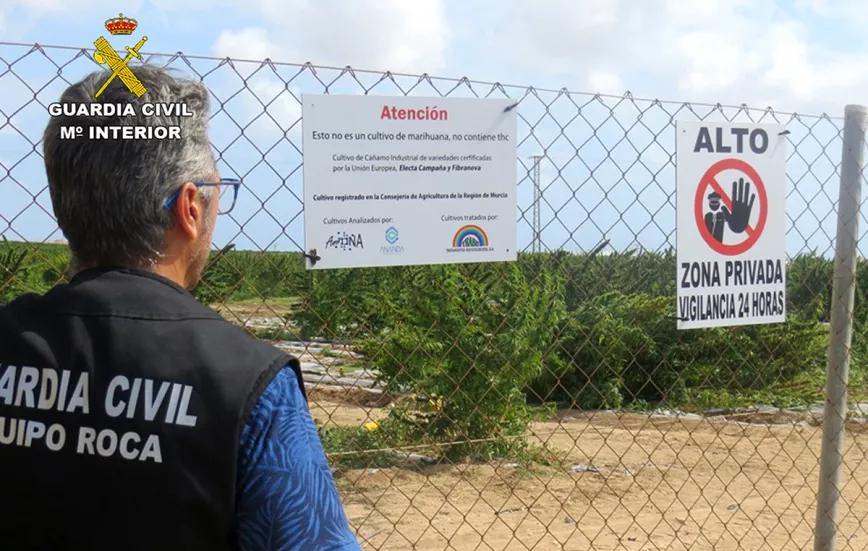 El propietario de una finca murciana de cáñamo industrial denuncia 50 robos en un año