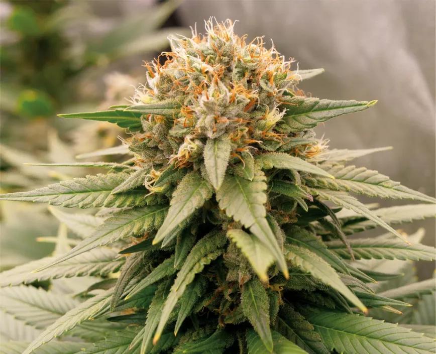 HARLEQUEEN THC FREE