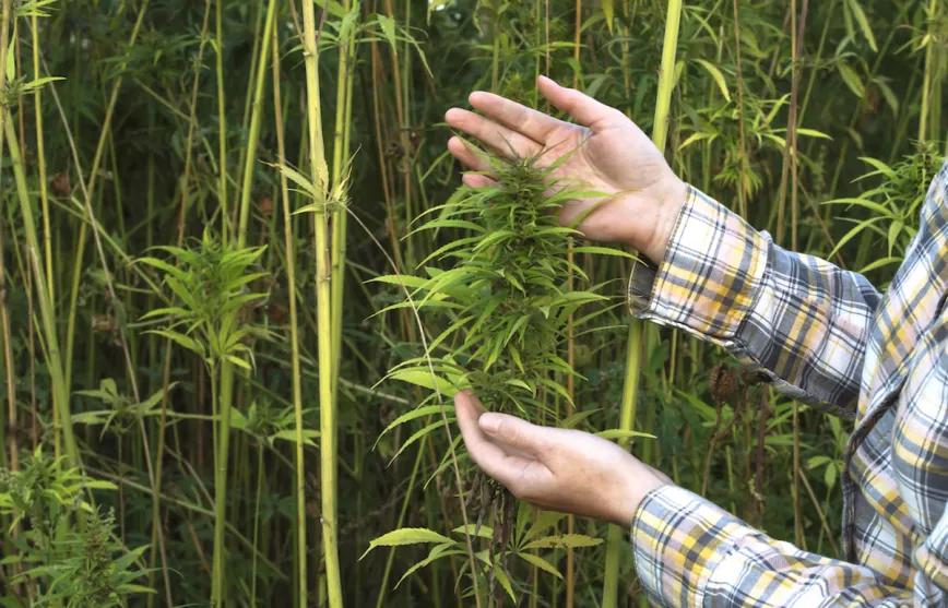 El Ministerio de Agricultura publica una nota sobre el cultivo de cáñamo 