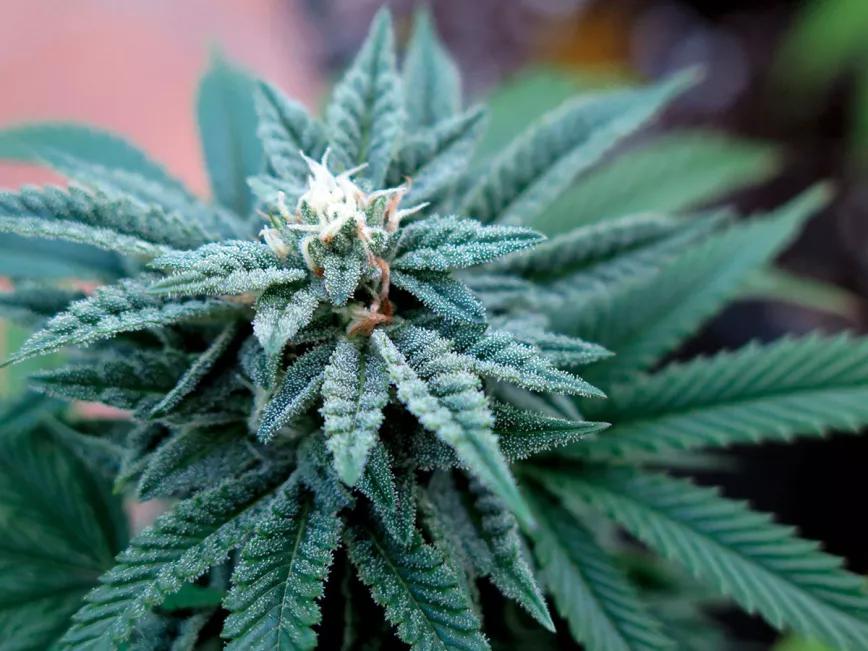 Cada pequeña glándula de resina es una fábrica de terpenos y cannabinoides. 