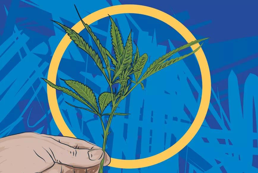 Esquejes para aumentar el número de plantas