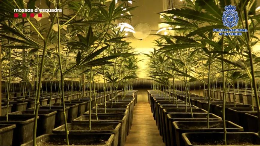 40.000 plantas y 600 kilos de marihuana incautados en una operación contra una mafia china