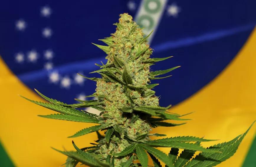 El proyecto de cultivo medicinal de cannabis en Brasil supera la primera barrera con un futuro difícil