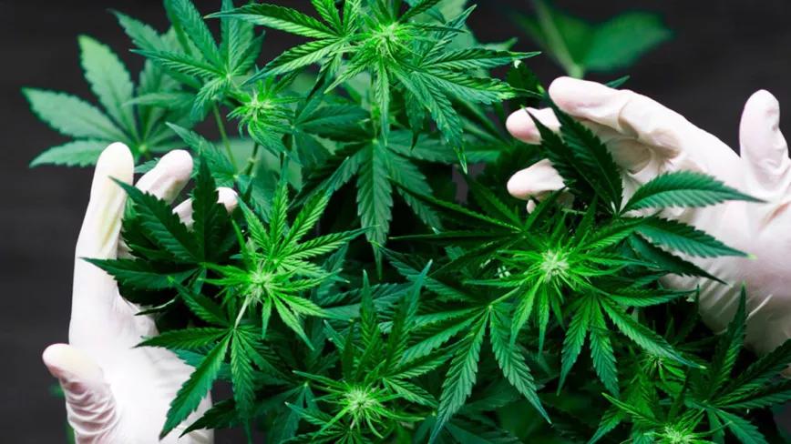 El proyecto de regulación medicinal se empieza a discutir en el Senado argentino