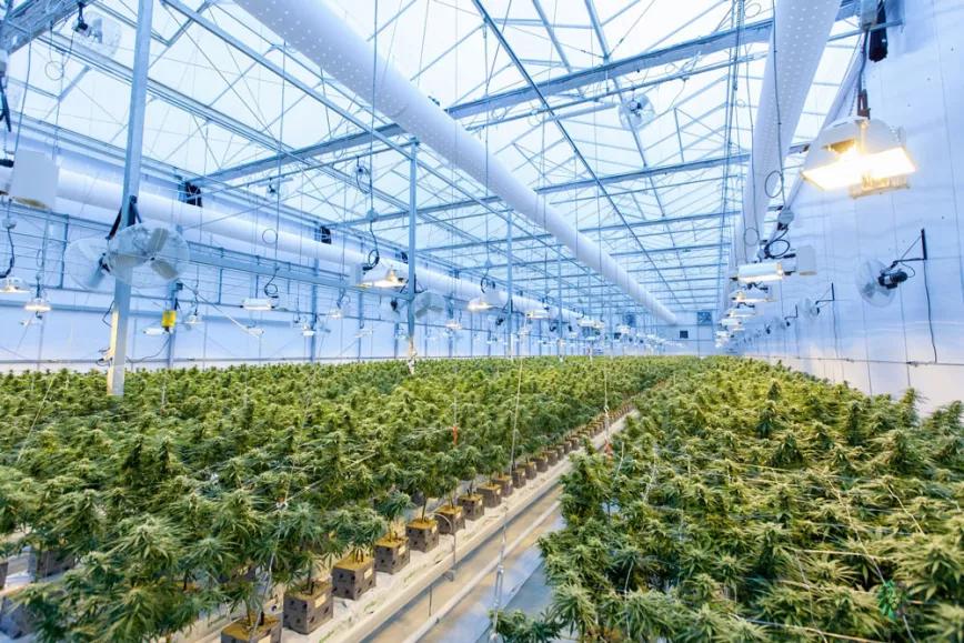 La empresa alicantina Medalchemy consigue el permiso para exportar cannabis