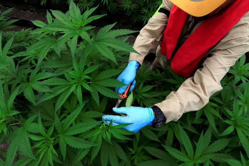 Perú aprueba el cultivo colectivo de cannabis medicinal