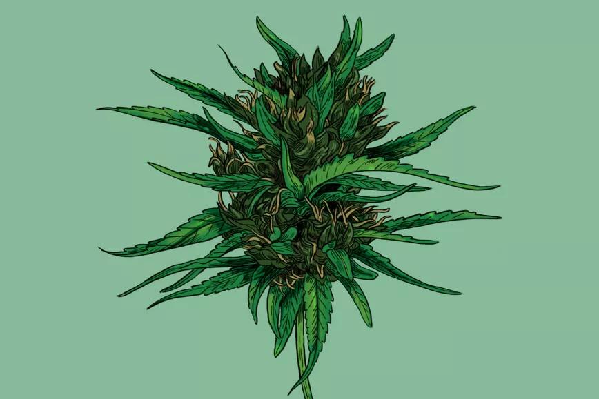 Flores de CBD