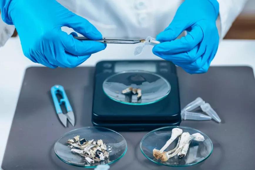 La DEA propone aumentar la producción de cannabis y psilocibina para investigación