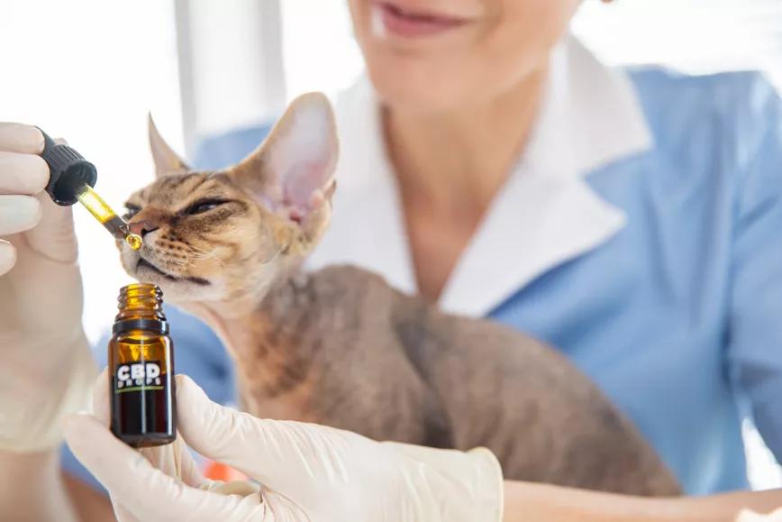 El Gobierno de Colombia estudia la aprobación de cinco productos de cannabis para animales