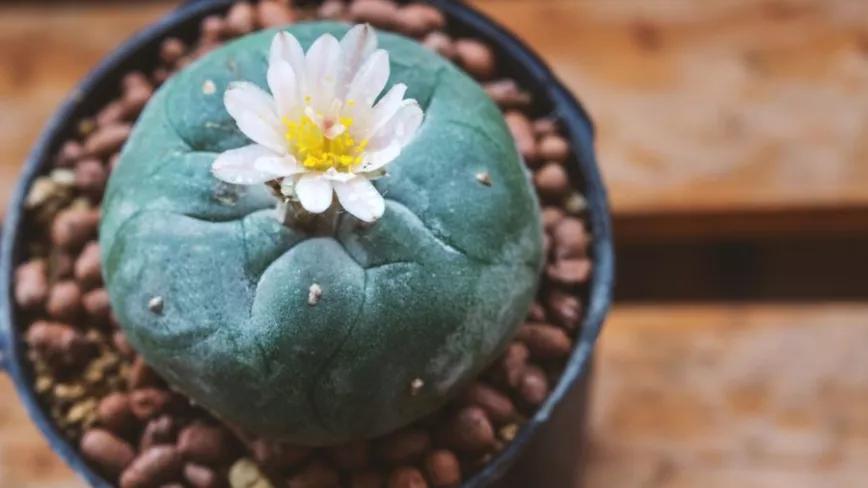 Santa Cruz quita el peyote de la lista de psicodélicos despenalizados