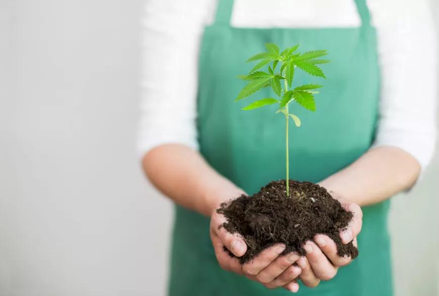 La Comisión de Salud del Senado chileno rechaza la iniciativa de cultivo seguro para usuarios medicinales	
