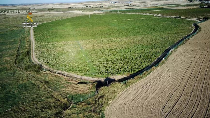 La Guardia Civil incauta 135.000 plantas y 4 toneladas de cogollos de supuesta marihuana psicoactiva