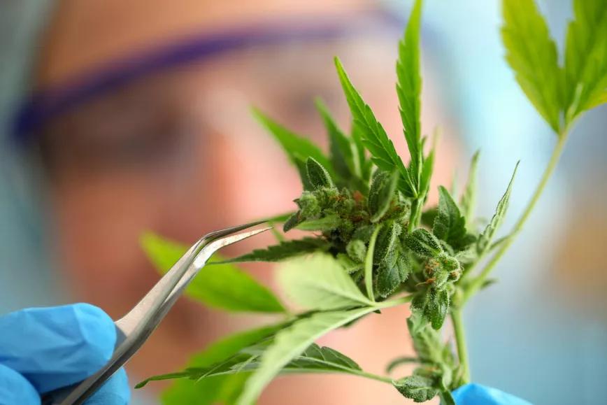 Marruecos promueve varias líneas de investigación con cannabis a través de instituciones públicas