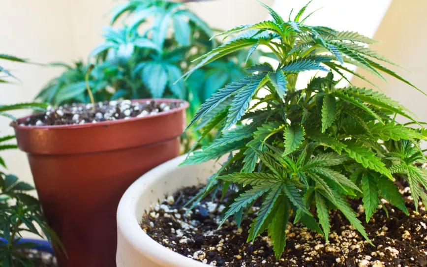 El estado de Nueva York avanza para permitir el autocultivo de cannabis medicinal