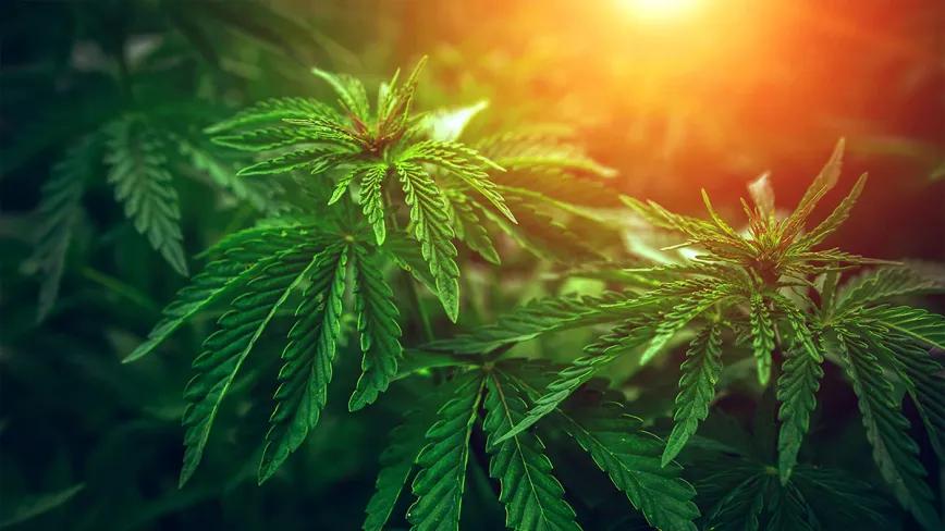 La formación de Gobierno en Alemania culmina incluyendo la promesa de regular el cannabis