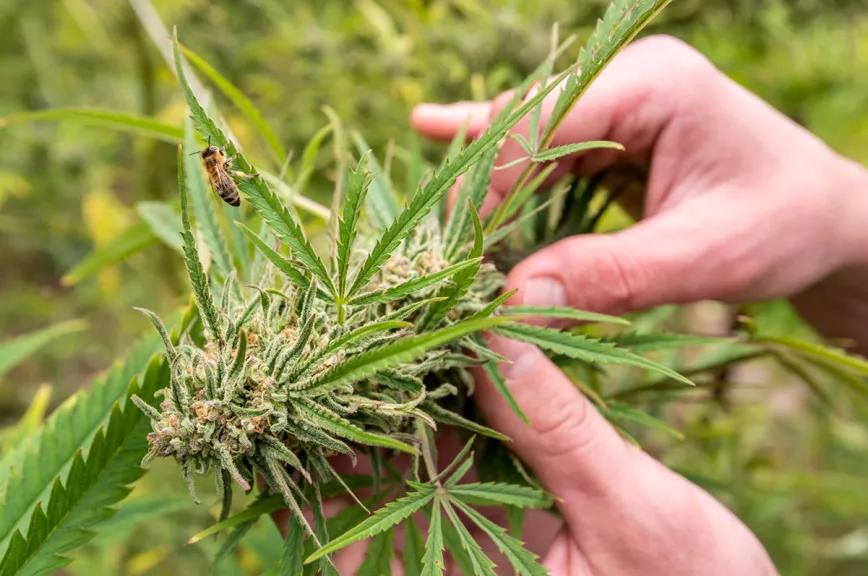 El Gobierno de Andorra presenta un informe favorable a la regulación del cannabis