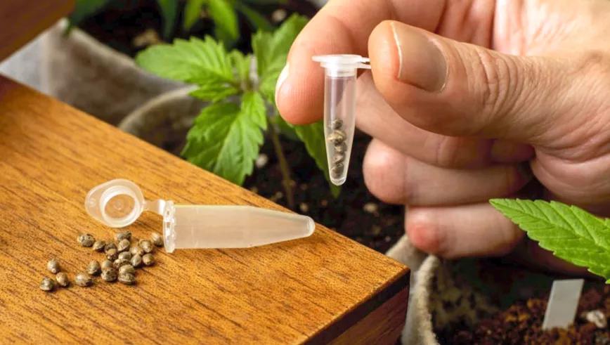El sector de los grow shops españoles se organiza en un gremio nacional 