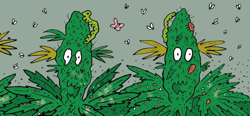 Cultivos insalubres