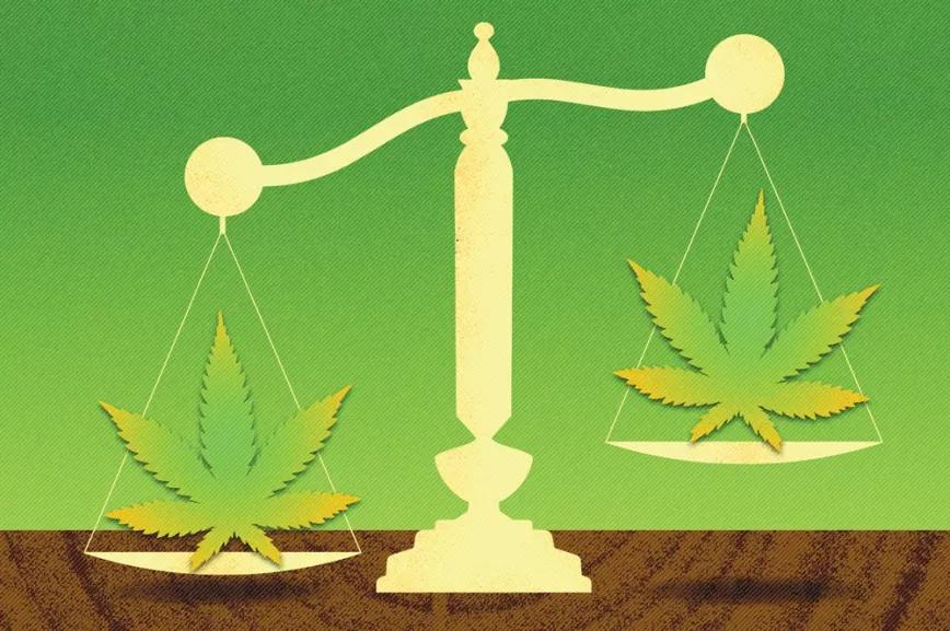 Un juez absuelve a dos cultivadores medicinales de Chile que participaban en la fundación Daya