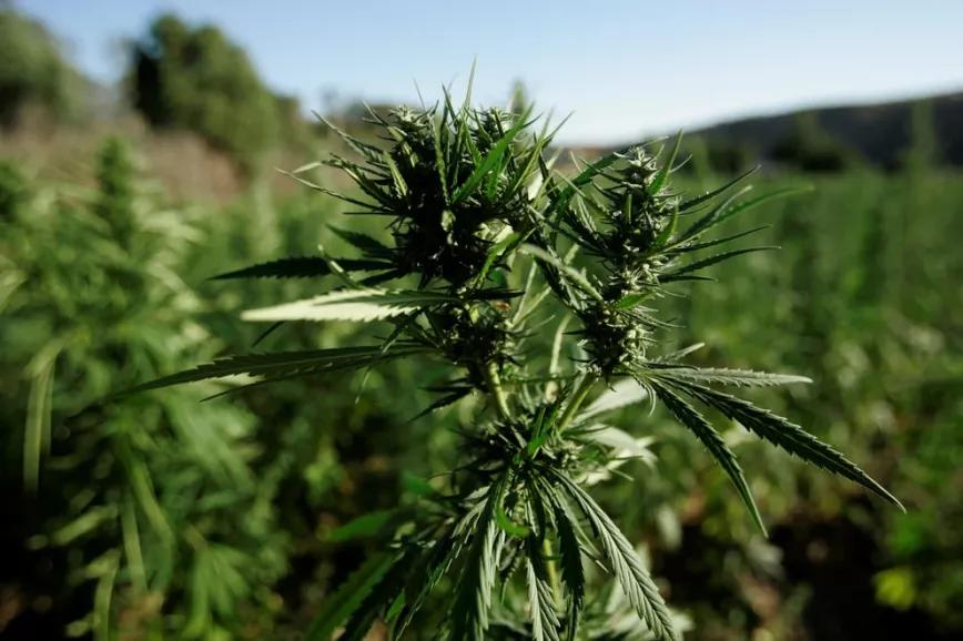 Marruecos autoriza el cultivo de cannabis en tres provincias norteñas 