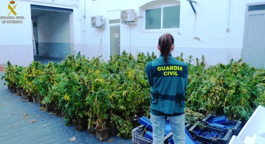 España es incapaz de destruir toda la marihuana que incauta