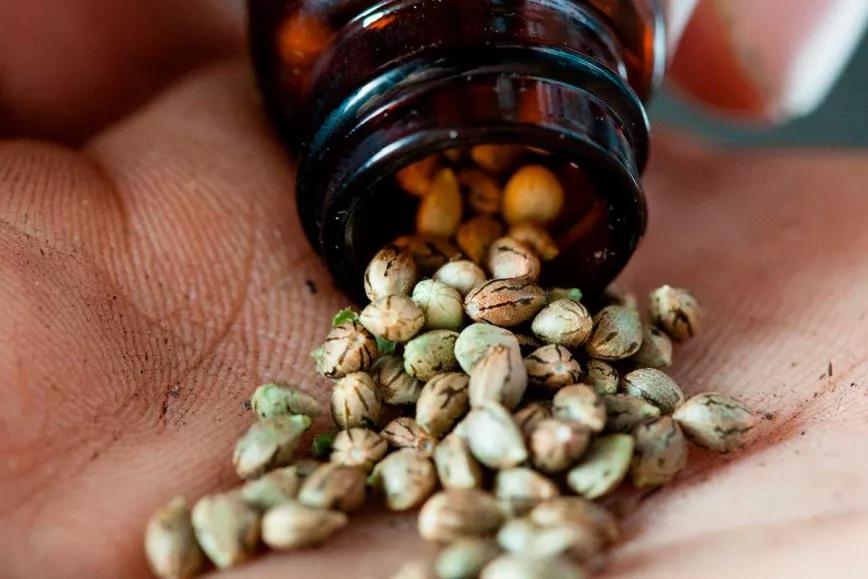 La DEA aclara que las semillas de marihuana son legales en EE UU