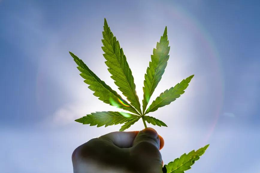 Activistas, indígenas y campesinos se unen para cultivar cannabis en México 