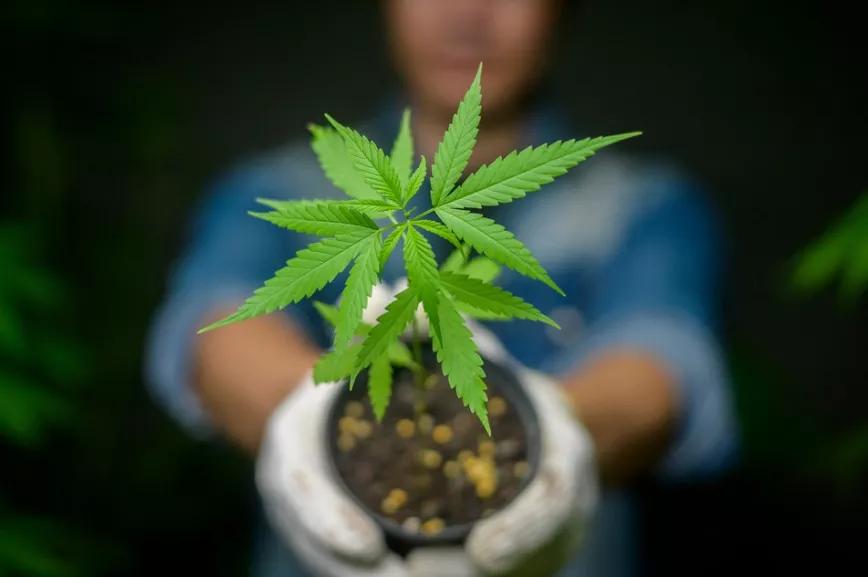 Argentina aprueba la ley del cáñamo industrial y medicinal