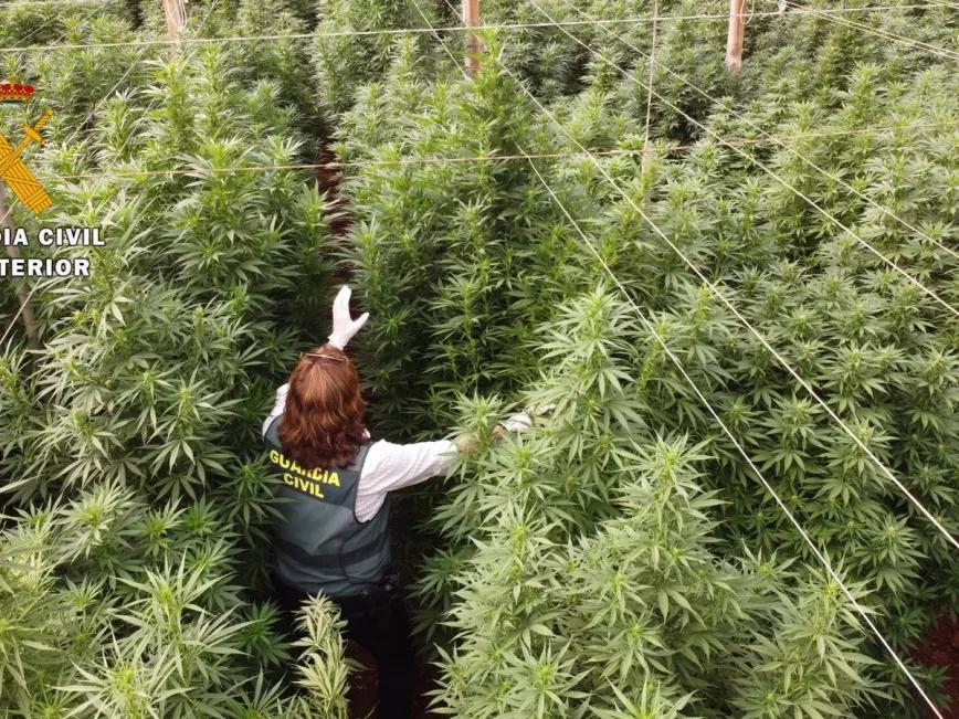 El Gobierno no encuentra quien destruya el cannabis ilegal de Madrid