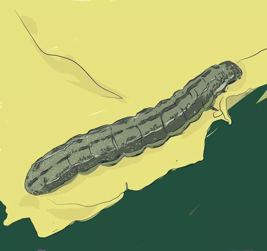 Orugas